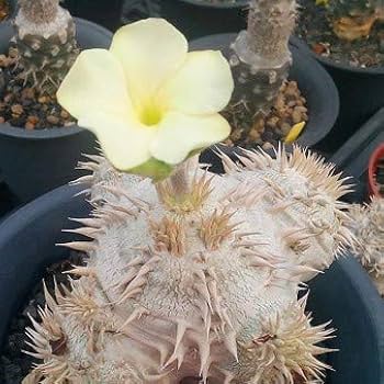 パキポディウム 恵比寿笑い Pachypodium brevicaule ⑧ Amazon.co.jp: 【種子】Pachypodium Brevicaule Ceream-Flower