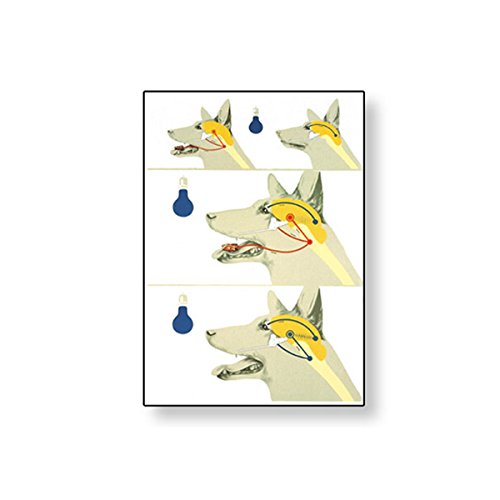 Image of 3B Scientific V2035M Conditioned Reflex Wall Chart 84x118 cm,Grade: 1.62 inch Height, 1.62 inch Wide, 35 inch Length
