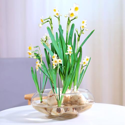 Happyyami Durchsichtiges Fischglas Aus Kunststoff Blumenvase Mit Breiter Öffnung Rundes Terrarium Betta-Tank Aus Kunststoff Kleines Aquarium Hydroponische Vase Pflanzgefäß Goldfischglas Als