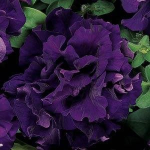 Gorgeous Double Cascade Petunia Seed Mix - My Secret Gardens #TOP3