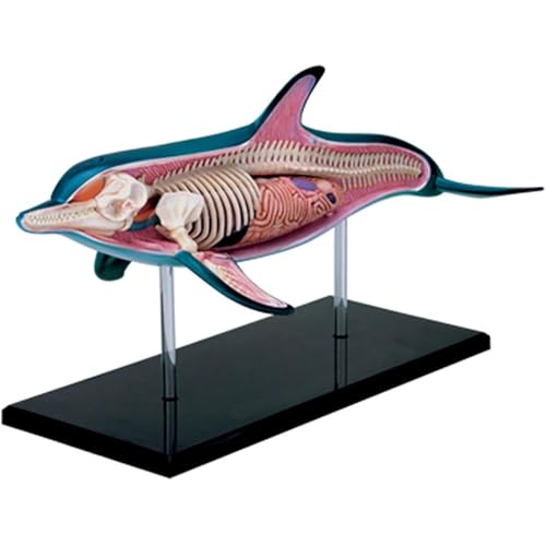 Modelo anatómico de delfín en 4D, desmontable en 18 partes, modelo de anatomía animal for enseñanza, demostración y estudio de ciencias.