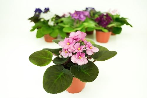 Optimara African Violet (1 Plant) Live Indoor Flowering Houseplant 4 Inch Growers Choice Assorted Varieties and Colors