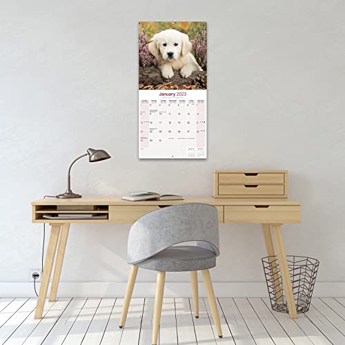 Tibetan Terrier - Tibet Terrier 2023