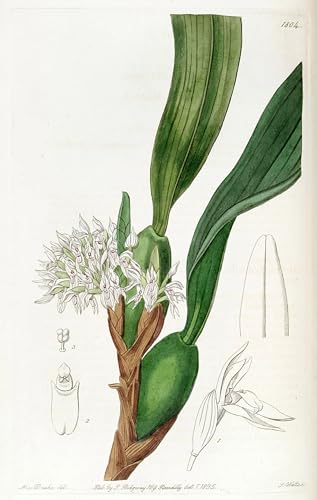 Toile murale abstraite Maxillaria Densa pour creer un salon elegant et chaleureux