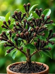 Clove Tree Live Plant, Labongo Aromatic Organic Fresh Spice Herb, for Garden and Home-image-28