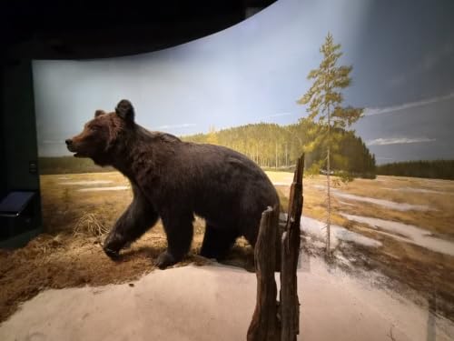Podcast: Meet Finland&rsquo;s Wildlife &ndash; Vapriikki Natural History Museum, Tampere