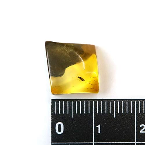 バルト海産　虫入り琥珀　12個セット　全て虫入り　本物保証　良いコンディション Amazon.co.jp: 【化石専門店 LOLO】 美品 虫入り琥珀 琥珀 化石