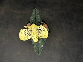 期間限定出品‼️［洋蘭原種］Paph. sanderianum x sib 期間限定出品‼️［洋蘭原種］Paph. sanderianum x sib - メルカリ