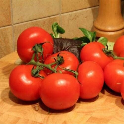 60 seeds of Tomato Alicante, Crops All Summer, Classic Favourite & Tasty