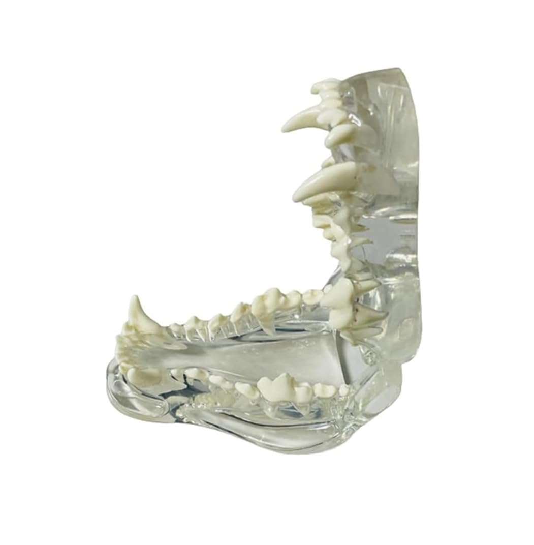 Model zębów psa anatomiczny model dentystyczny do edukacji weterynaryjnej - przezroczyste zęby ustna szczęka narzędzie do stomatologii zwierząt