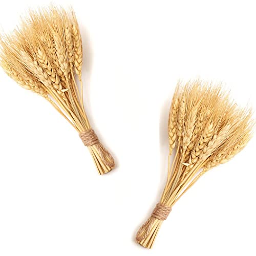 Factory Direct Craft Group of 2 Natural Dried Wheat Bundles 2 She...