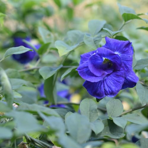 Image of Aparajita Plant (Butterfly Pea - Clitoria Ternatea) Live Flower Vine for Balcony & Terrace (Blue Double Petal (Pack of 1))