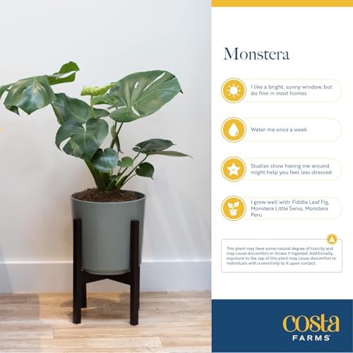 Costa Farms Monstera Swiss Cheese Plant, Live Indoor Plant, Easy to Grow Split Leaf Houseplant in Indoors Nursery Plant Pot, Housewarming, Decoration for Home, Office, and Room Decor, 2-3 Feet Tall Costa Farms Monstera Swiss Cheese Plant, Live Indoor Plant, Easy to Grow Split Leaf Houseplant in Indoors Nursery Plant Pot, Housewarming, Decoration for Home, Office, and Room Decor, 2-3 Feet Tall