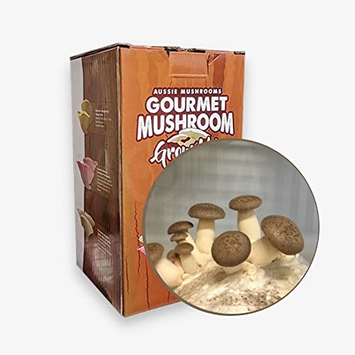 health mushroom grow kit