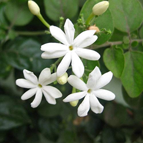 Jasmine Plant (Royal Jasmine) Chameli Climbing Flower Plants All Season Container Suitable Plant Garden Plant(1 Healthy Live Plant) (B08PZBJRZP) Amazon Price History, Amazon Price Tracker