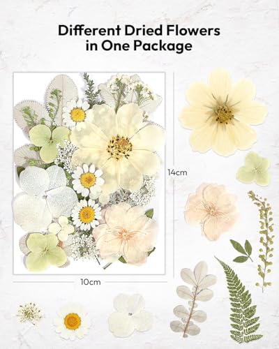 Image of Dried Flowers, Resiners 100Pcs Pressed Flowers for Craft