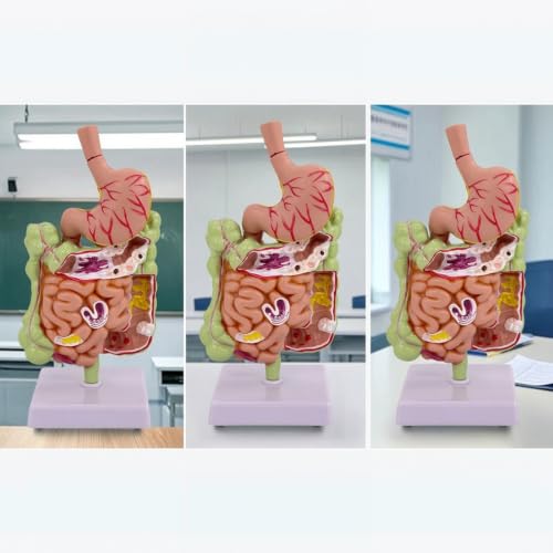 Material didáctico de aparato digestivo humano para profesores 3