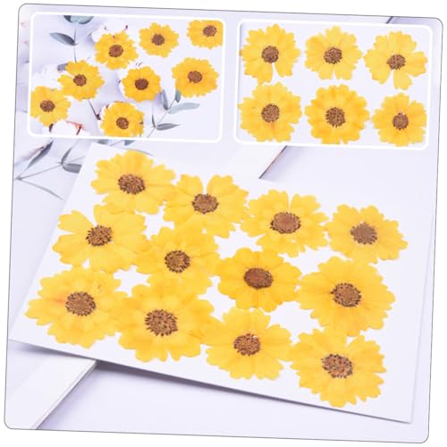 CORHAD 48 flores secas prensadas para manualidades miniatura 6