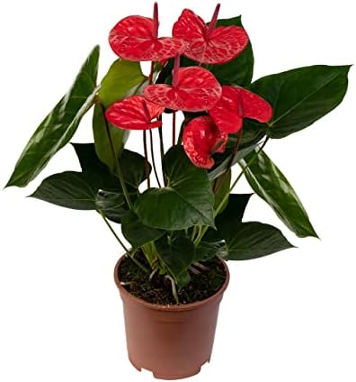DECOALIVE Anthurium Rojo Planta de Interior Natural