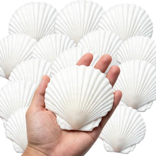 Image of QICQDRAM 25PCS Seashells for Crafts 4''-5'' Scallop Shells for Painting