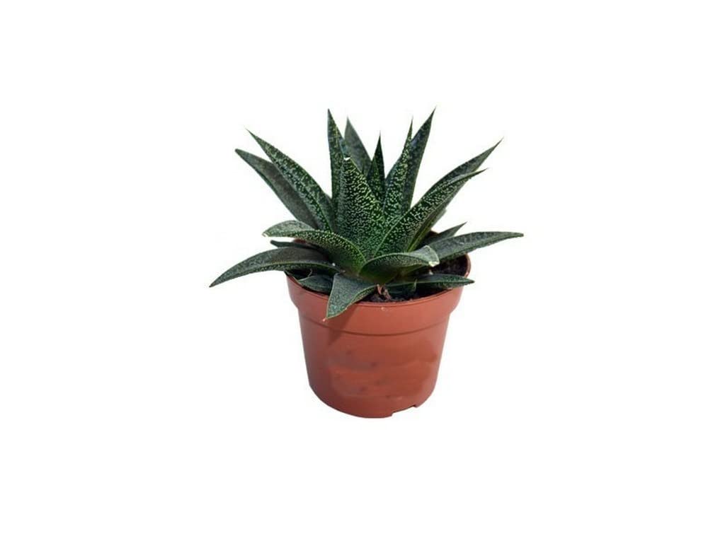 OhhSome Special Collector Zone Aloe Flow, 7 Cm Pot Indoor Plant For Table Top (Air Purifier Healthy Live Plant)