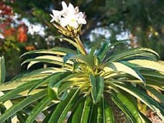Seeds pachypodium Rare I lamere Succulent Cactus Seed 20 Seeds: Only Seeds