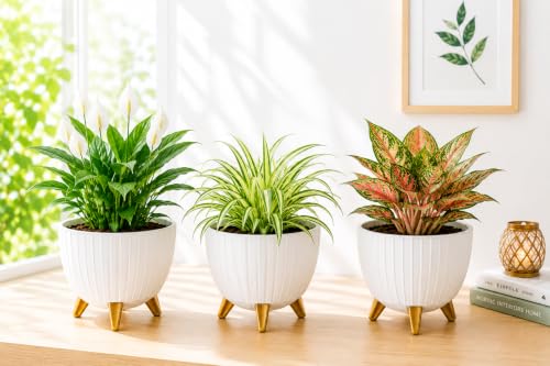 Image of (7 Inch) Plastic Gamala for Indoor Outdoor Plants with Stand, planters for Home Decor, Flower Pot with Legs, Flower Pot for Living Room, Garden, Pot for Office Table & Home (White, 3)
