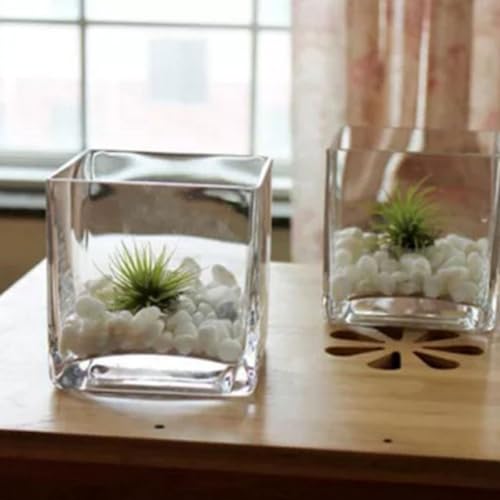 Vase hydroponique en verre transparent 4,5 pouces pour fleurs