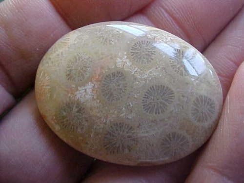 Gemqz S2721 Grey Coral Fossil Agate Flower Cute Cabochon !!