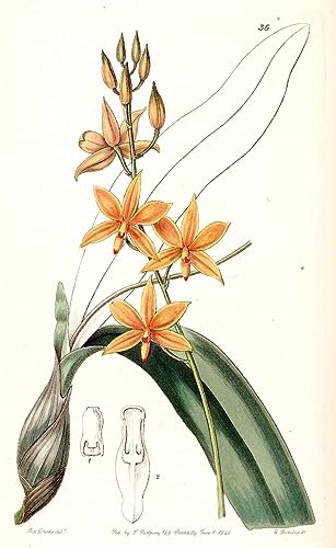 Tableau Toile Prosthechea Vitellina SERENDIPITP Affiche d'Art 60x90cm