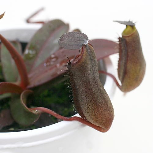 【charm】（食虫植物）ウツボカズラ ネペンテス レッドアラタ（２ポットセット）のサムネイル