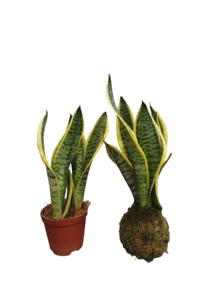 Sansevieria en Kokedama – Lengua de Suegra – Planta Natural Resistente – DECOALIVE