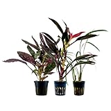 FORME DE CROISSANCE COMPACTE : de nombreuses plantes de terrarium ont une forme de croissance compacte qui leur permet de s'adapter à l'espace limité d'un terrarium. Elles poussent souvent lentement et ne prennent pas beaucoup de place, ce qui les rend idéales pour les petits écosystèmes.
