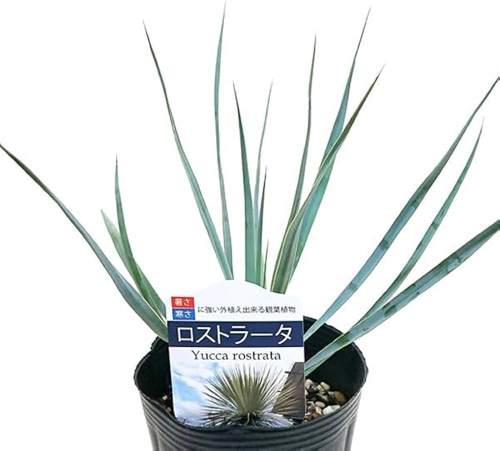 ユッカロストラータ4 ユッカロストラータ4