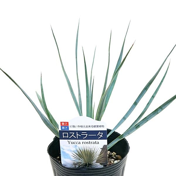 Amazon.co.jp: ユッカ ロストラータ 4号 直径約12cm ポット苗