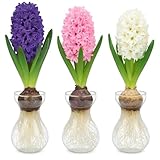 3 Hyacinth Bulbs and 3 Forcing Vases - Ready to Grow Indoor Hyacinth - Mixed Color Hyacinth, Just Add Water - Made in USA - Perfect Holiday, Office & Neighbor Gift - Favorite Things Exchange