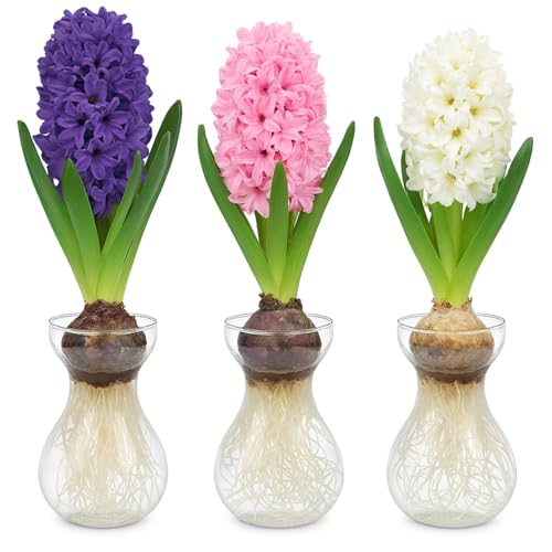 3 Hyacinth Bulbs and 3 Forcing Vases - Ready to