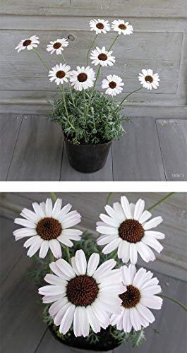 地植えしたローダンセマム アフリカンアイズの成長と開花 見分けが難しいローダンセマムの品種も紹介 パパの手間いらず庭づくり