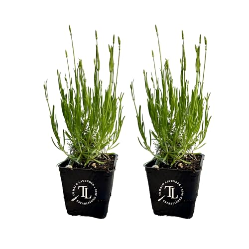 Victoria's Lavender Tumalo Lavender French Lavandin Lavender Plants, Live Edible