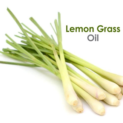 Image of Crysalis Lemongrass Oil (Cymbopogon spp.) Oil - 50ml