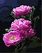 Produktbild MASHICHEN Malen-nach-Zahlen DIY Blumenbilder Acrylmalerei auf Leinwand Wandkunst für Living Room Home Dekor digitales Ölgemälde-(40X50Cm) mit Rahmen