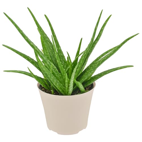 Arcadia Garden 6-Inch Aloe Plant