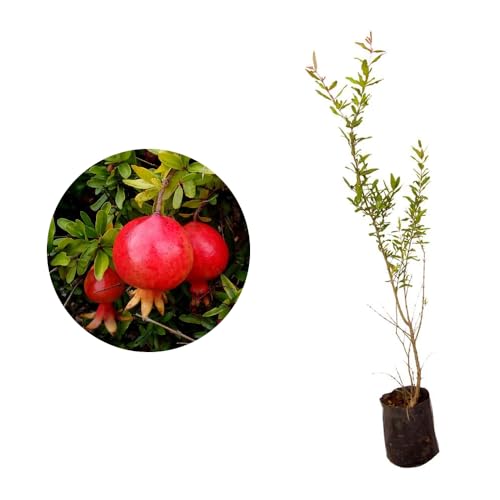 Genérico, Muda de Roma Ana 20 a 40cm AMK - Plantas Online