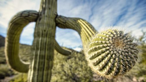 Green Planet (BD/4KUHD) [4K UHD]