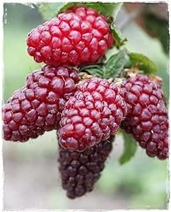 Pianta di TAYBERRY Buckingham 'Mora x Lampone' senza spine - in vaso (Vaso: Ø 14 cm - H: 40/50 cm)