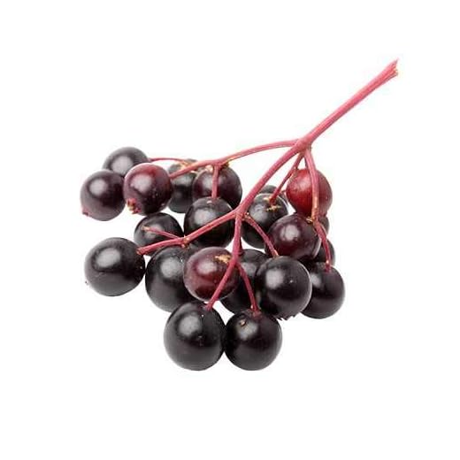 Großfrüchtiger Holunder ‘Korsor’ – Sambucus nigra ‘Korsor’ – 30-35 cm Gesamthöhe inkl. Topf – Vitaminreiche Früchte, winterhart, vielseitig verwendbar im Garten & Küche