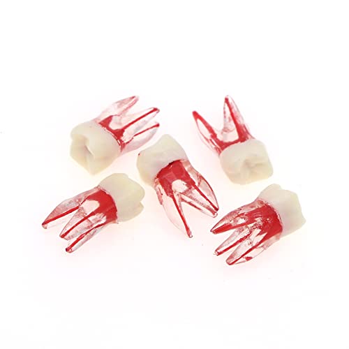 Debksgeoti DETESI-20230331-M8007 5Pcs Dental Root Canal Pulp Cavity Teeth Model Endodontic Practice Rct Typodont M8007 11# 14# 16# 21# 33# 34# 35# 36# 44# 45# Practicing Study Teach thumb #3