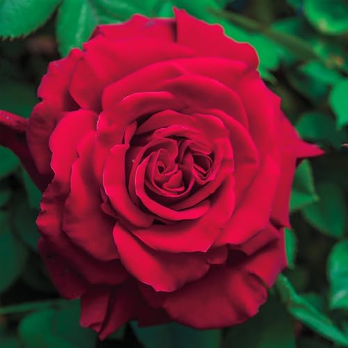 Heirloom Climbing Roses, Lady in Red™ Live Own Root Plant