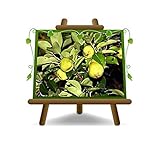 Árbol de pera enano – Planta frutal en maceta 20 – Árbol máx. 80 cm – 2 años cultivo Italia