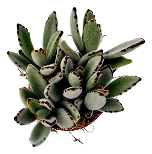 Fat Plants San Diego Succulent Plant(s) Fully Rooted in 4 inch Planter Pots with Soil - Real Live Potted Succulents/Unique Indoor Cactus Decor (1, Kalanchoe Panda Plant)